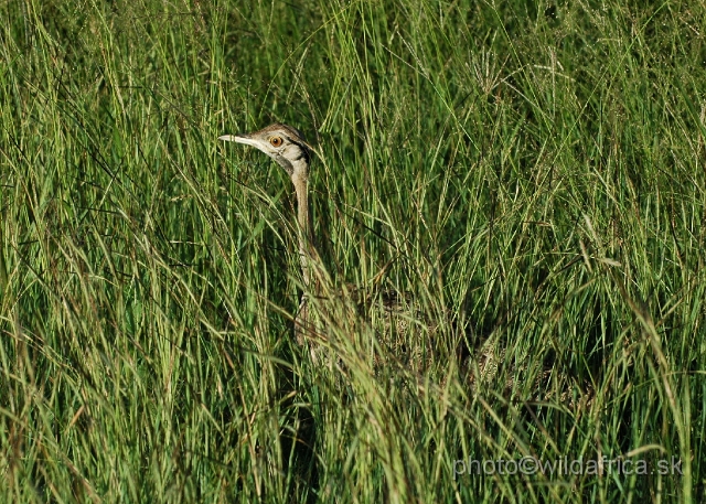 puku rsa 341.jpg - Black-bellied Bustard (Lissotis melanogaster)